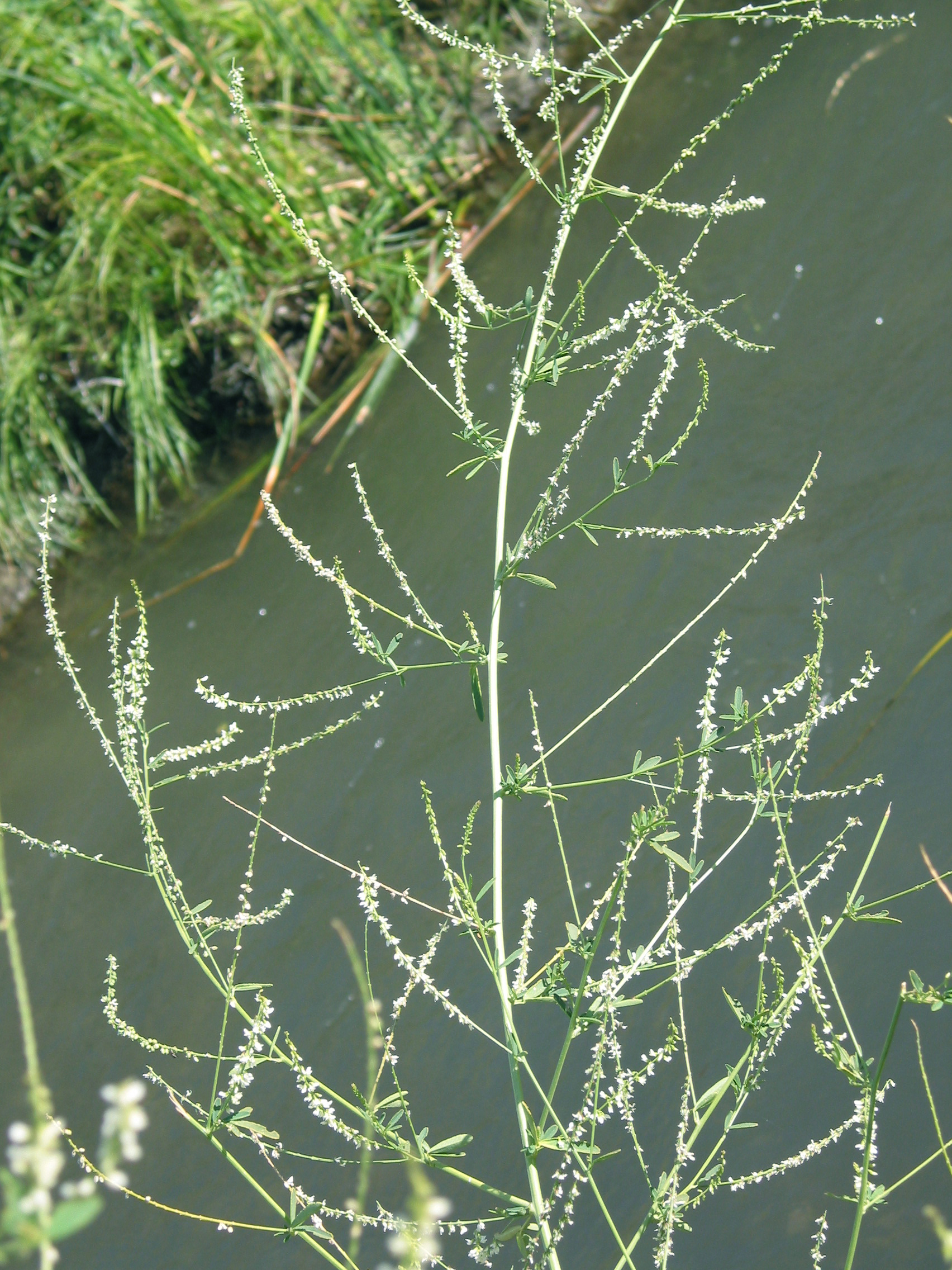 white sweetclover (Melilotus alba)
